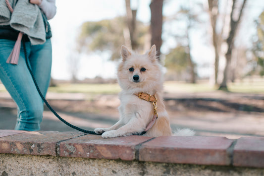 dog accessories online