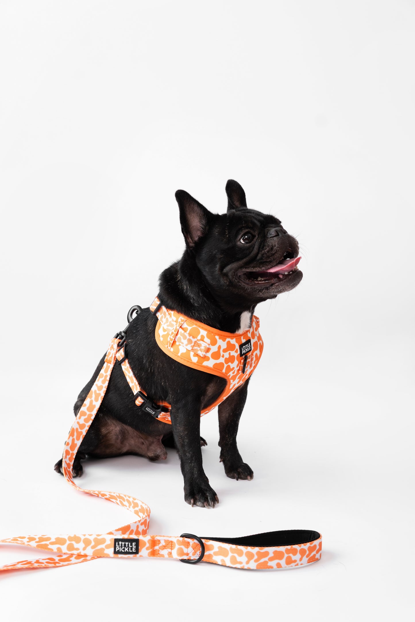Classic Comfort Leash in Orange Splash