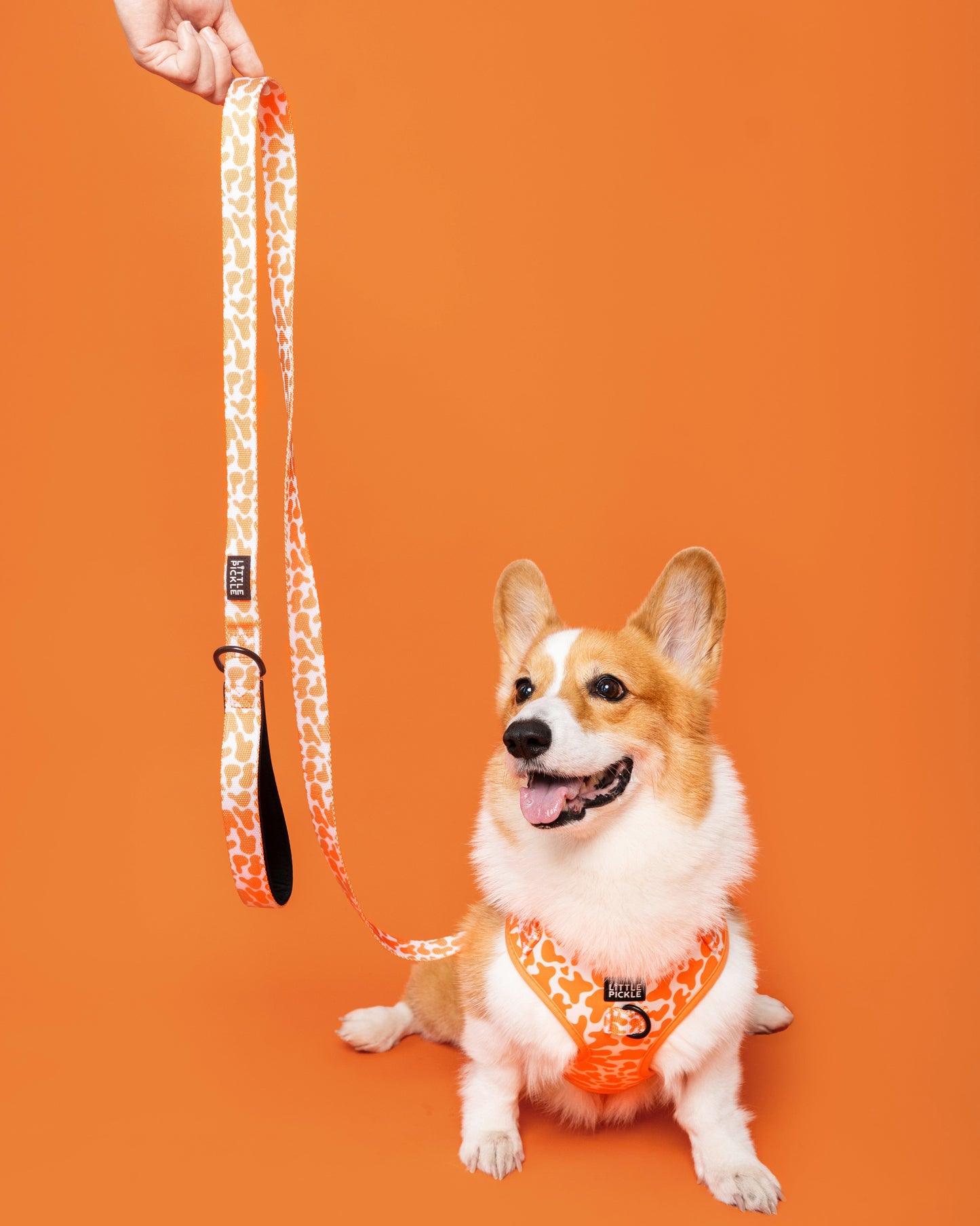 Dog wearing an orange harness with a leash on an orange background