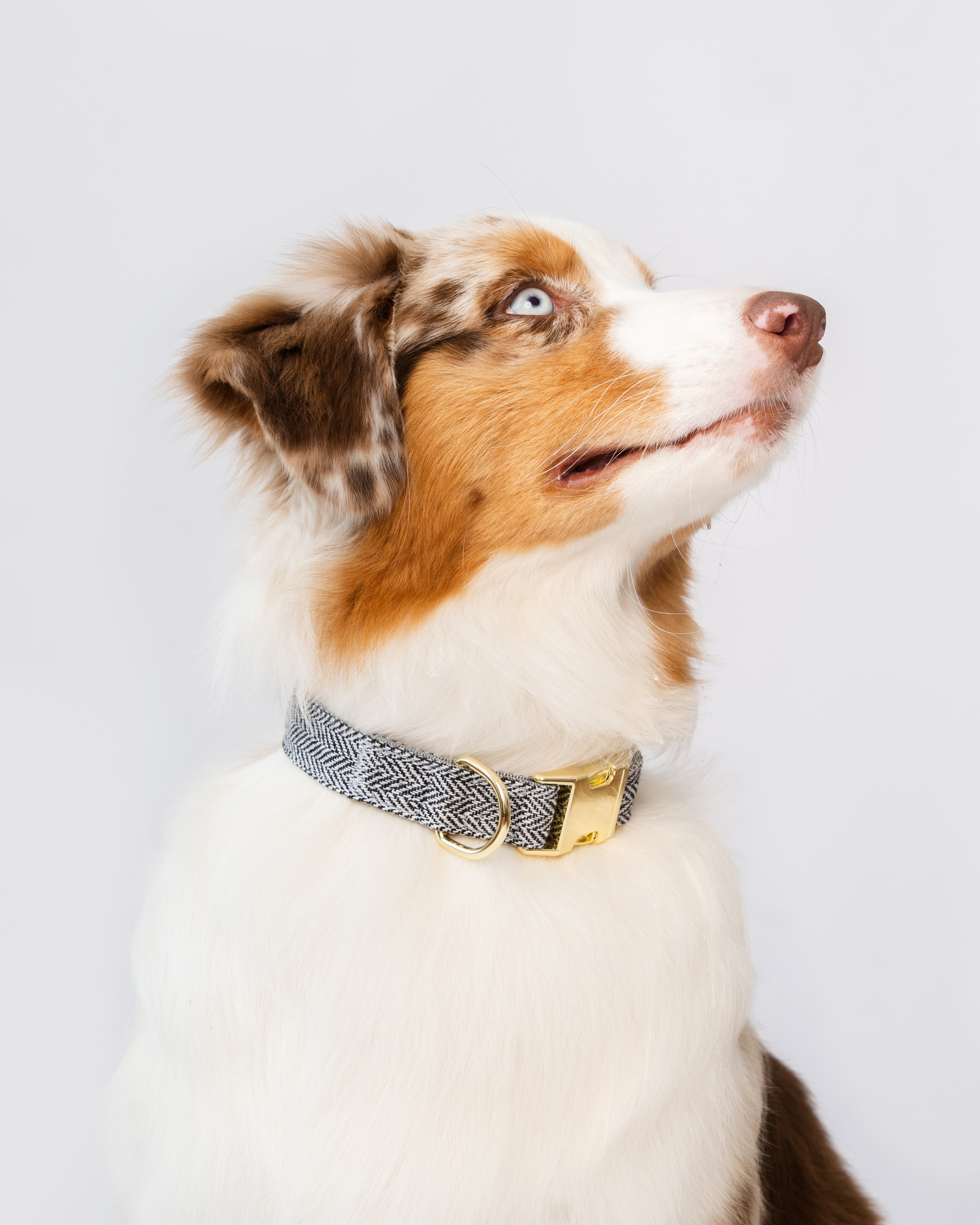 Dog wearing a grey black & white herringbone collar on a light gray background