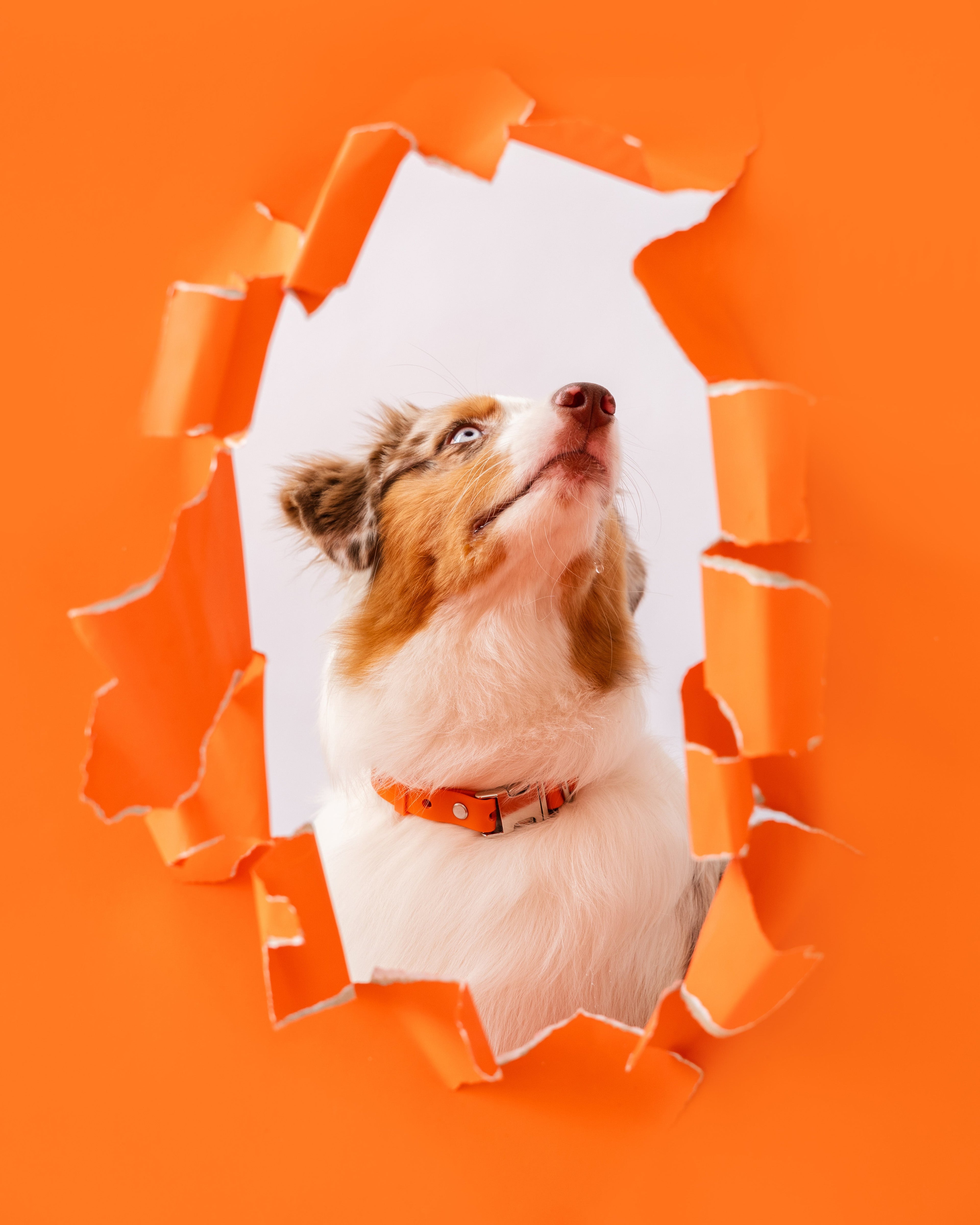 Dog in orange collar peeking out from a torn hole in an orange paper background