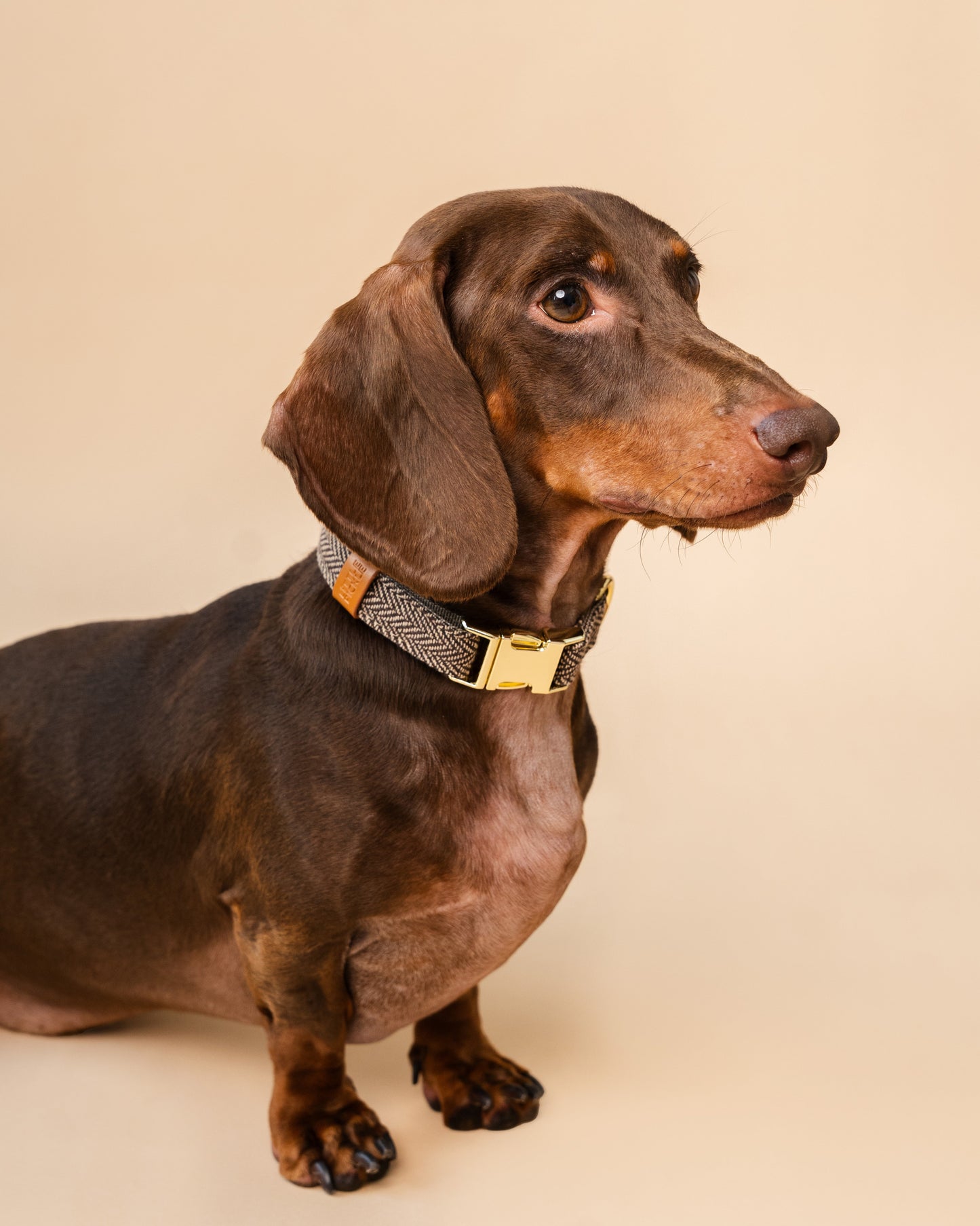Dachshund wearing a collar on a beige background