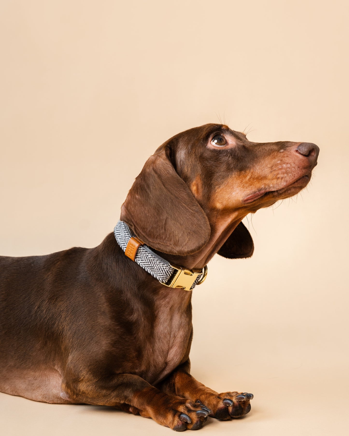 Brown dachshund wearing black & white herringbone collar on a beige background