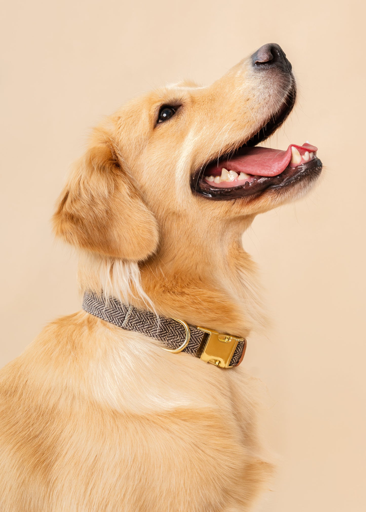 Dog wearing a collar on a beige background