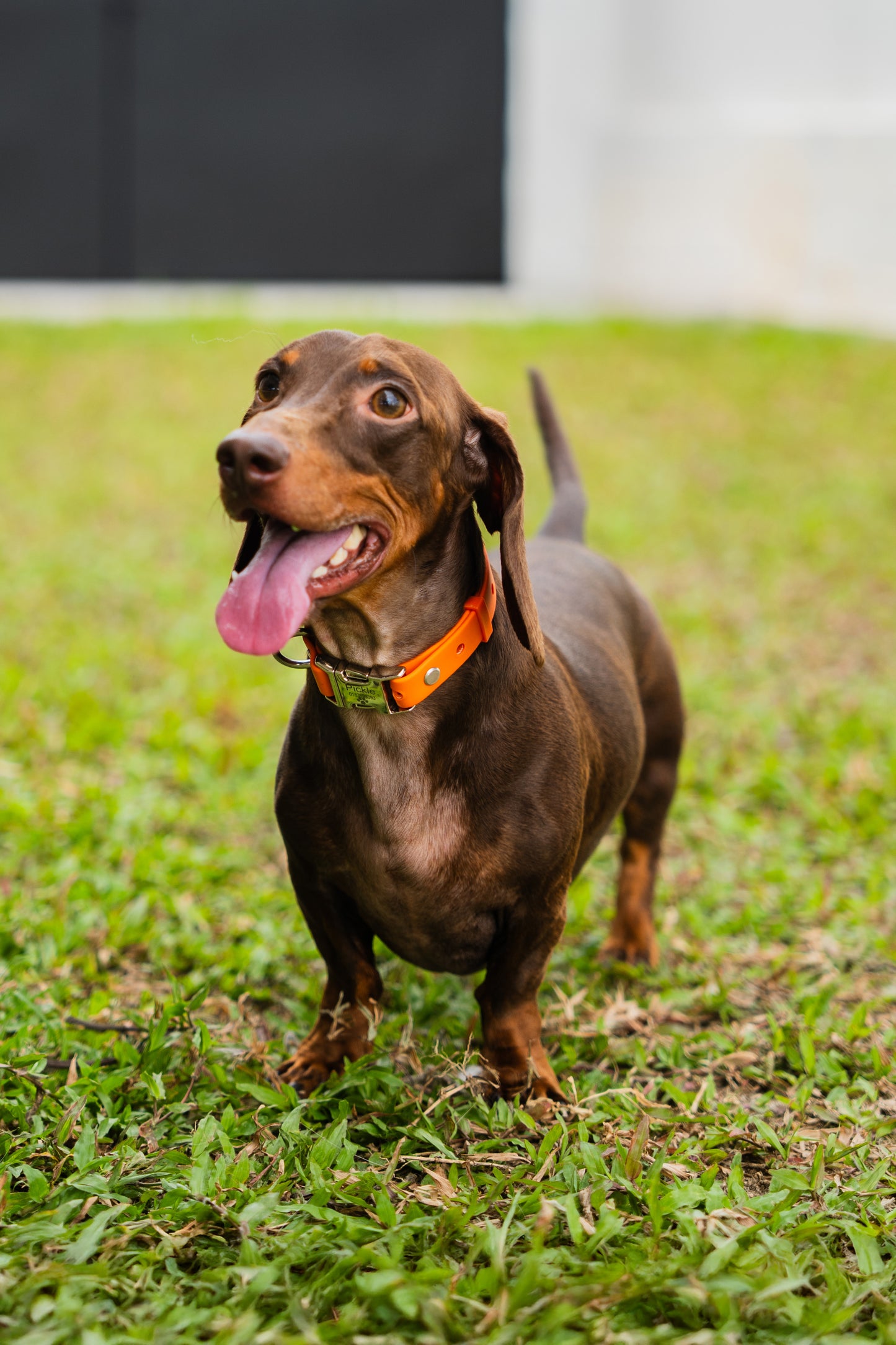 Ripply Waterproof Collar in Lifeguard Orange