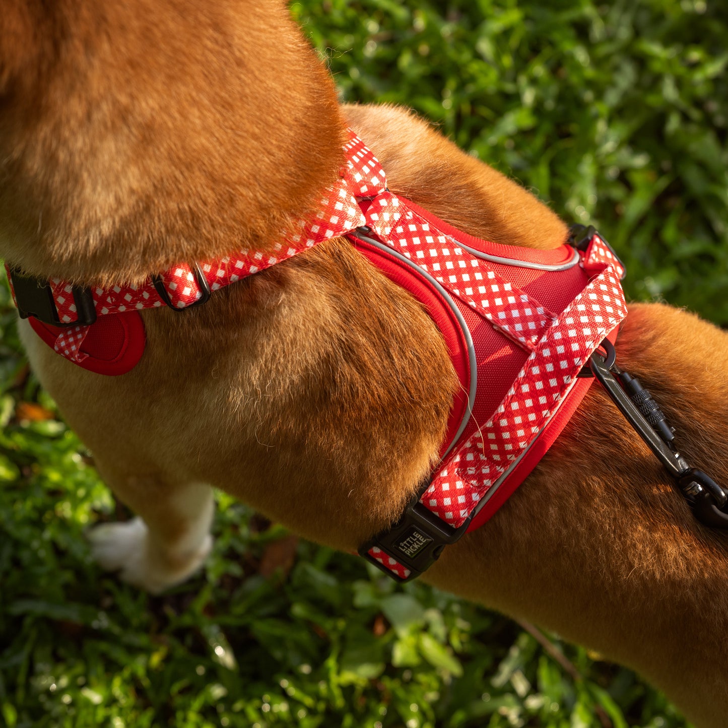 Dog wearing a red gingham harness on grass