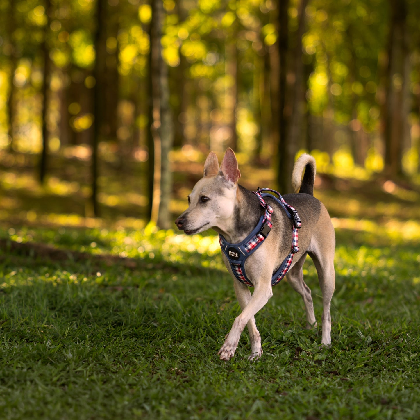 Dog walking on a grassy path in a forest