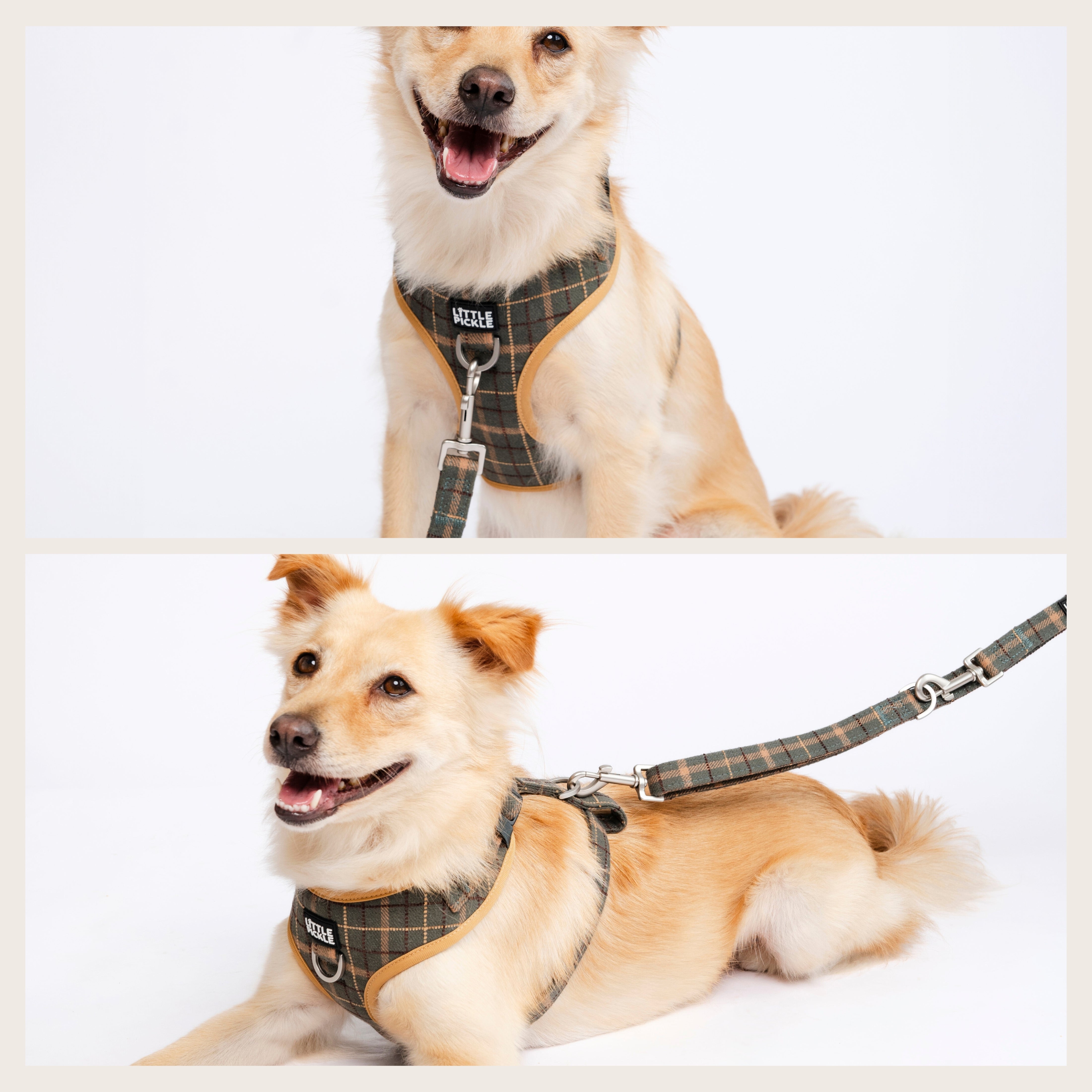 Front vs Back Hooking on Dog Harness The Ultimate Guide