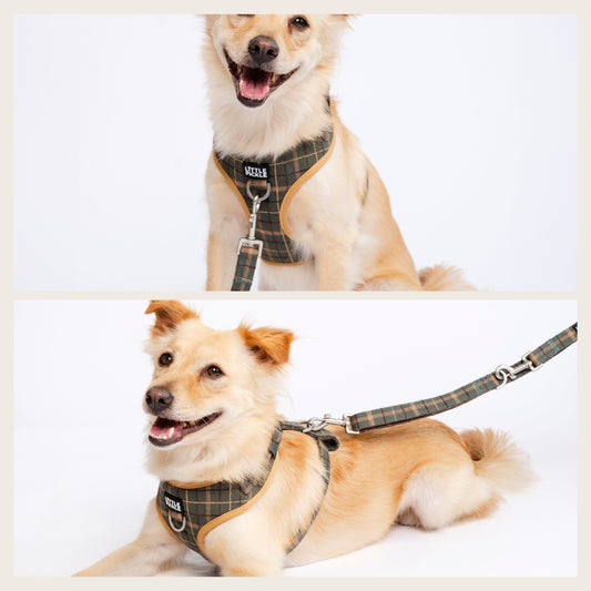 Front vs Back Hooking on Dog Harness: The Ultimate Guide