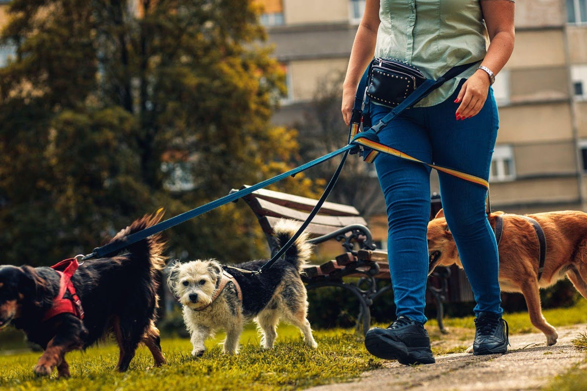 three dogs walking attached to hands free dog leash
