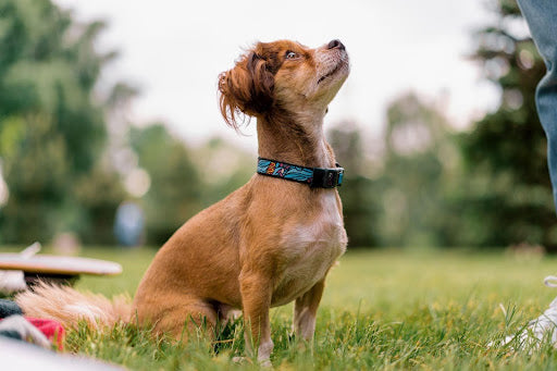 a dog with a dog collar in its neck