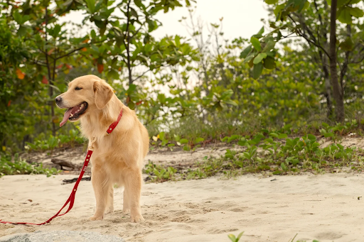 Choosing the Best Dog Leash for Your Outdoor Adventures