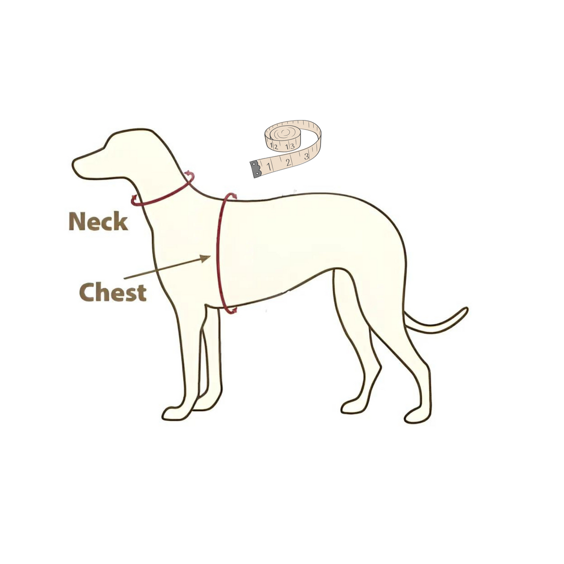 The Ultimate Guide: How to Measure Your Dog for the Perfect Harness Fit