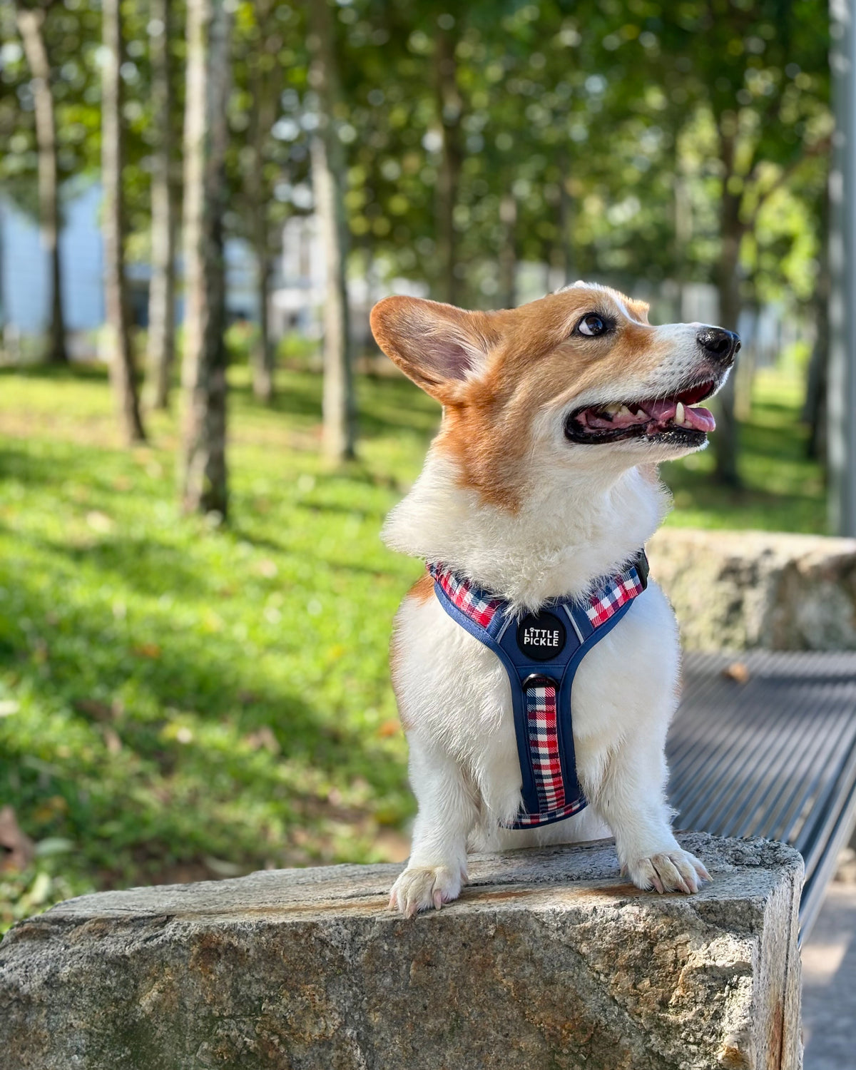Waypoint Active Harness