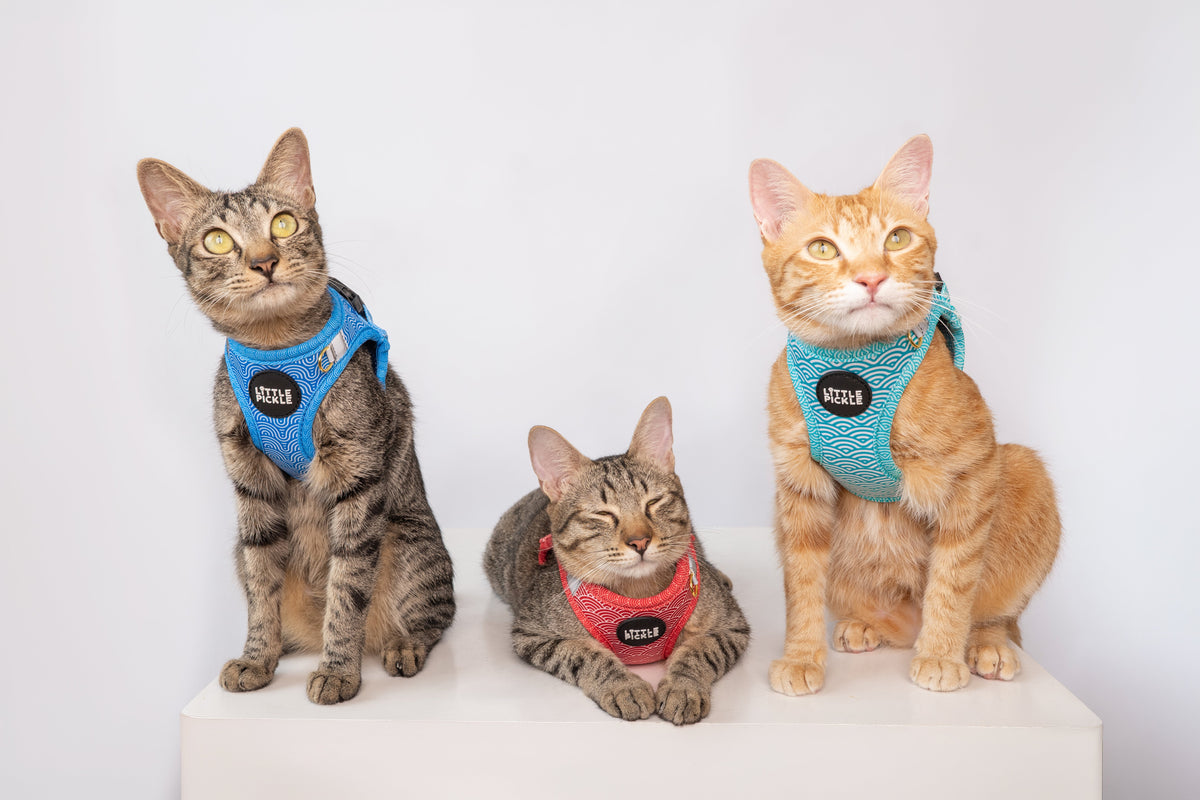 Pixie Step-In Harness