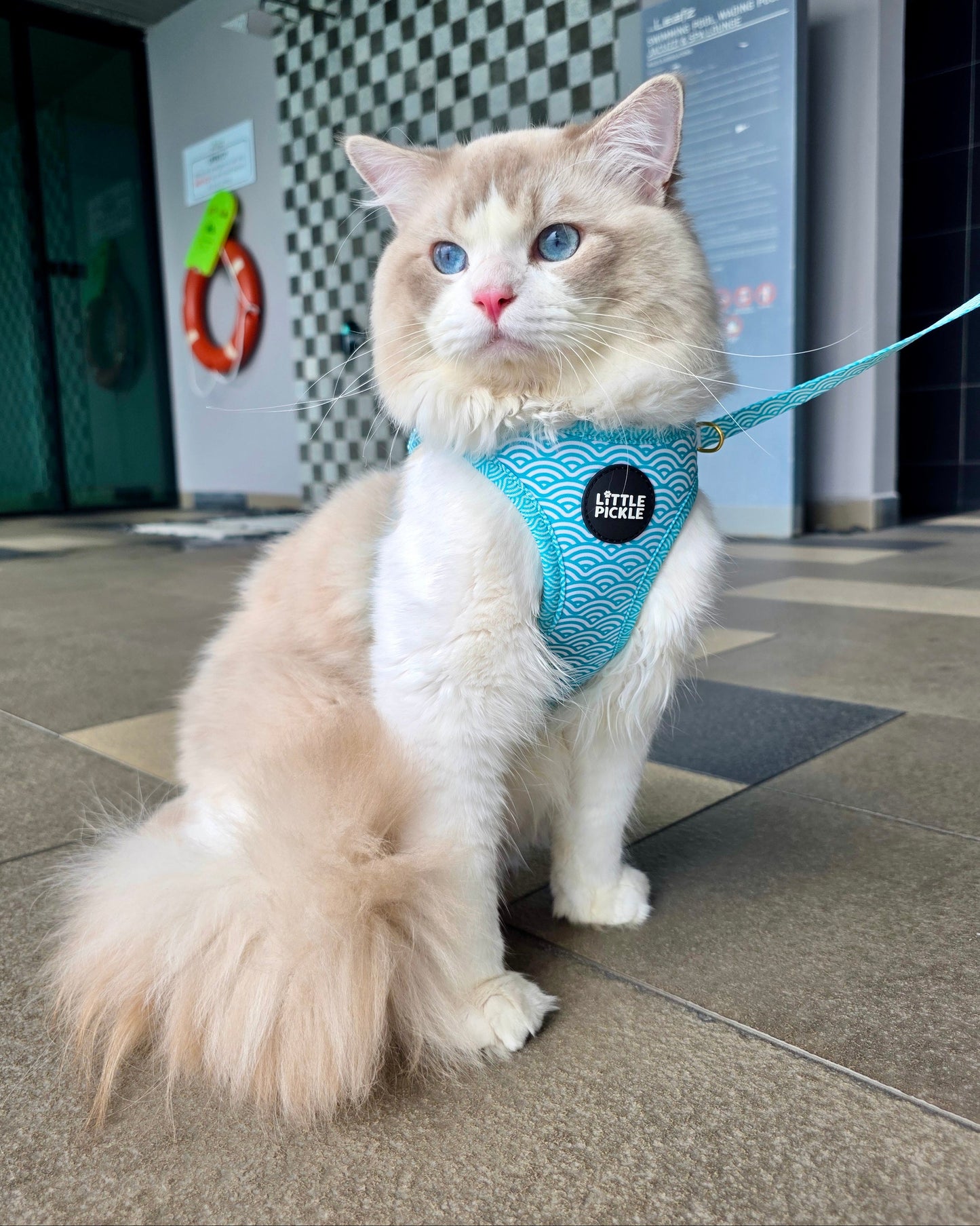 A fluffy cream and white cat wearing a turquoise blue patterned harness with a black circular logo patch, sitting on a tiled floor in an indoor hallway.
