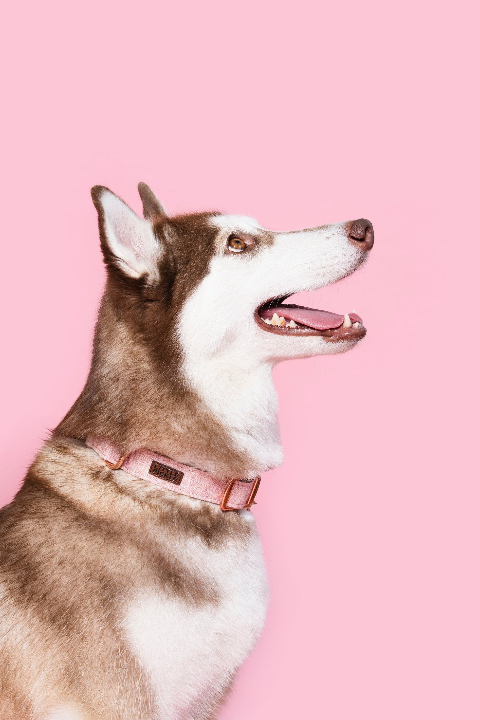 Twill Collar in Blossom Pink - Little Pickle