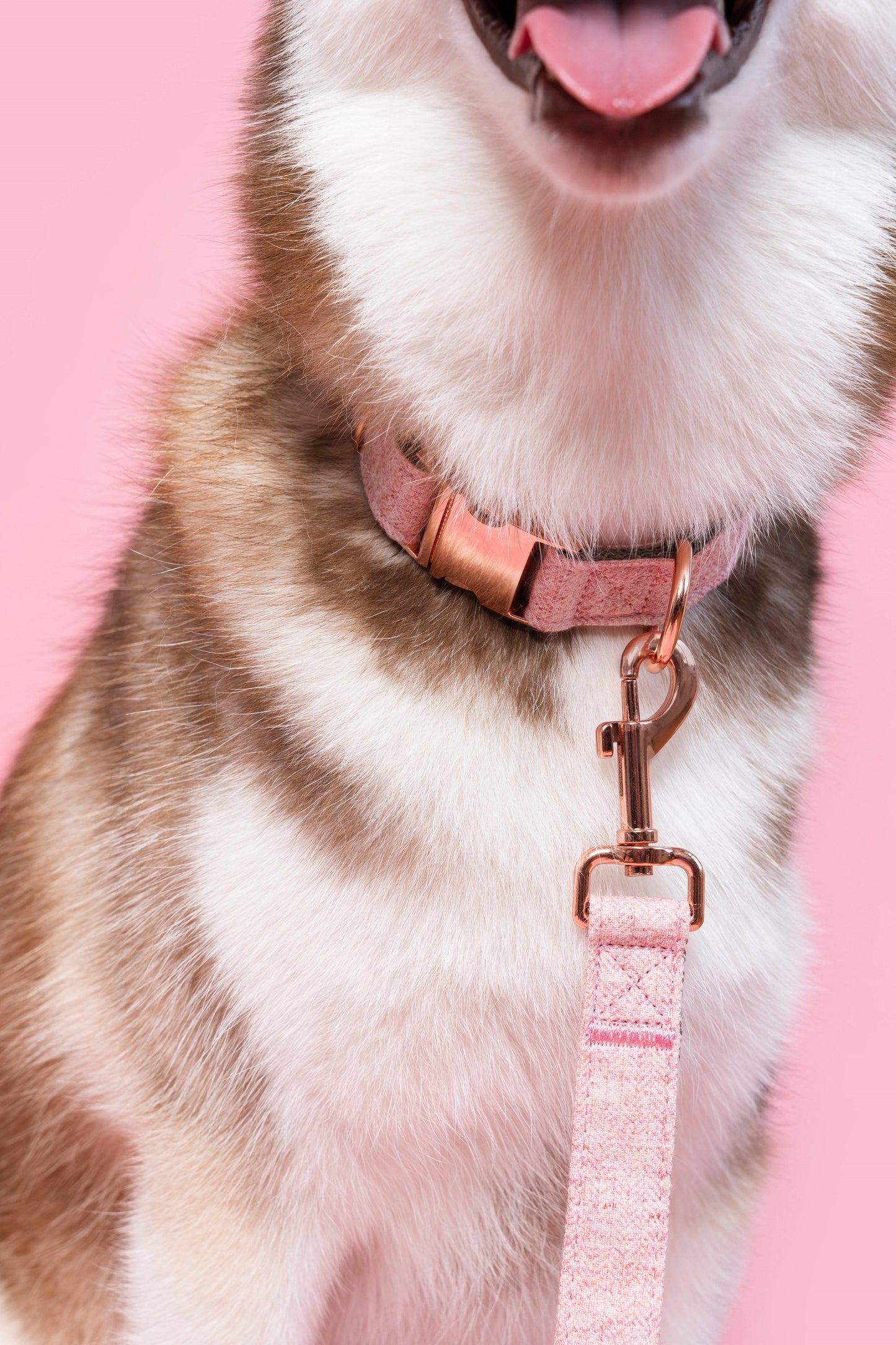 Twill Leash in Blossom Pink - Little Pickle