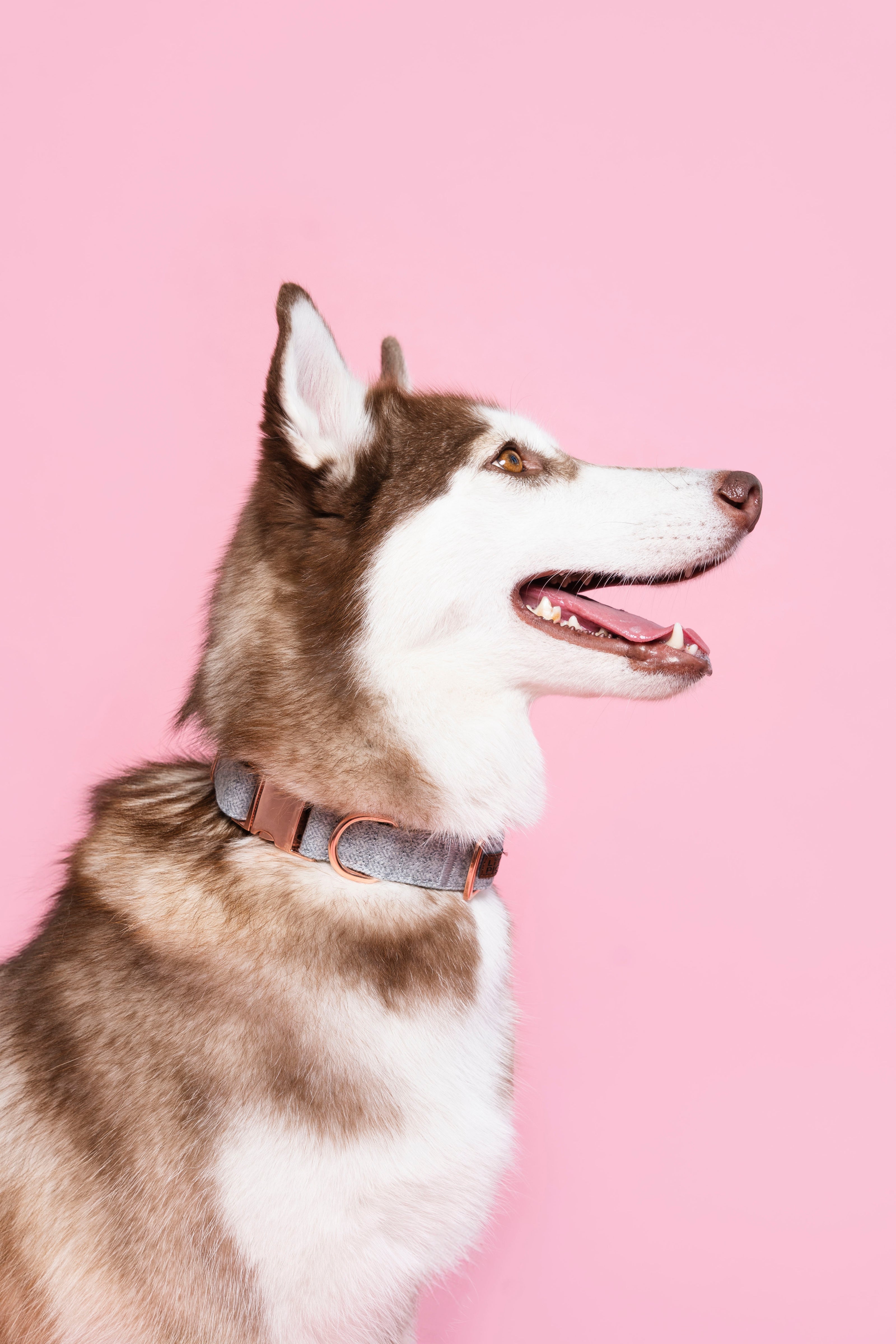 Husky wearing stylish grey collar with rose gold hardware, profile view against pink background