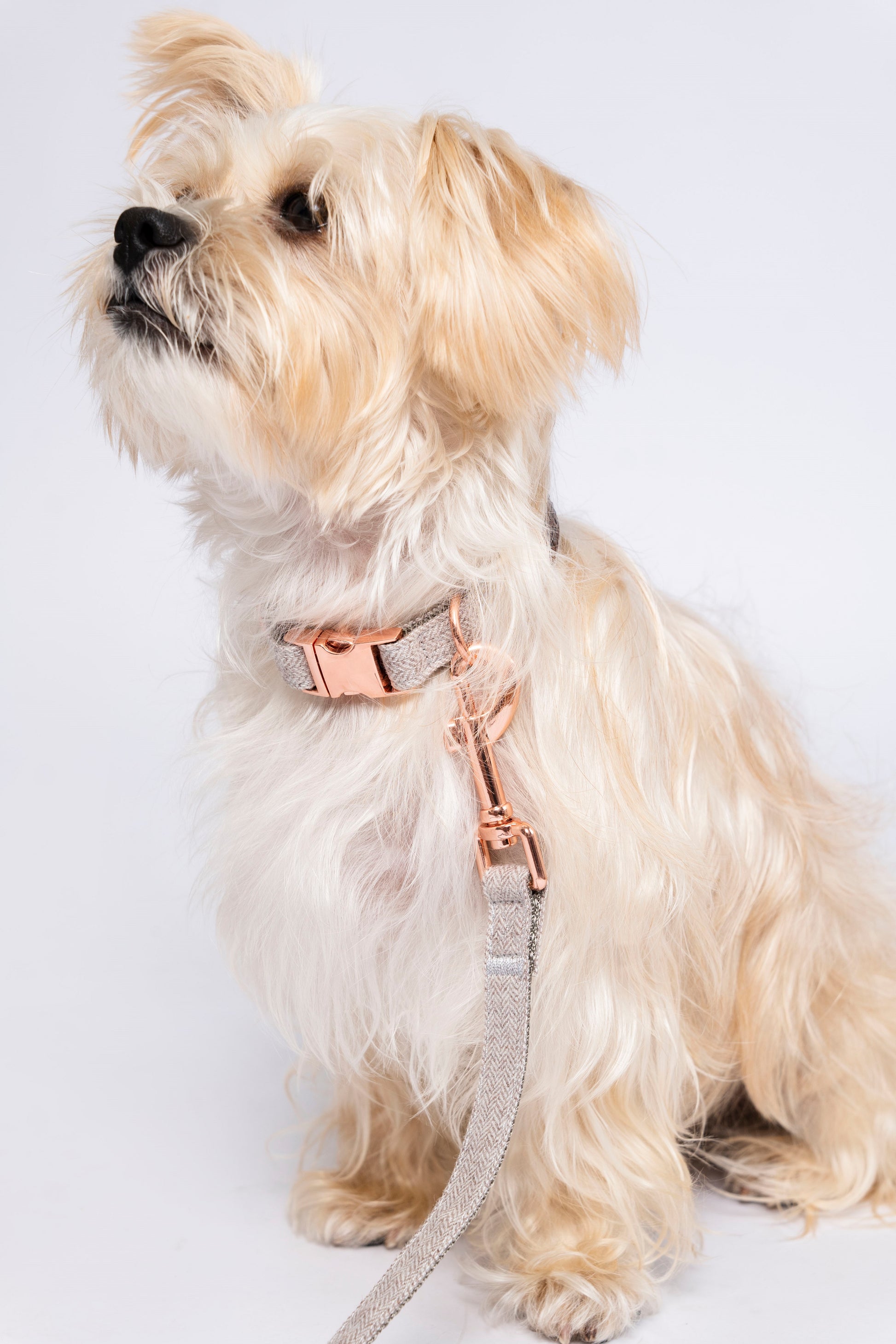 Twill Leash in Charming Brown - Little Pickle