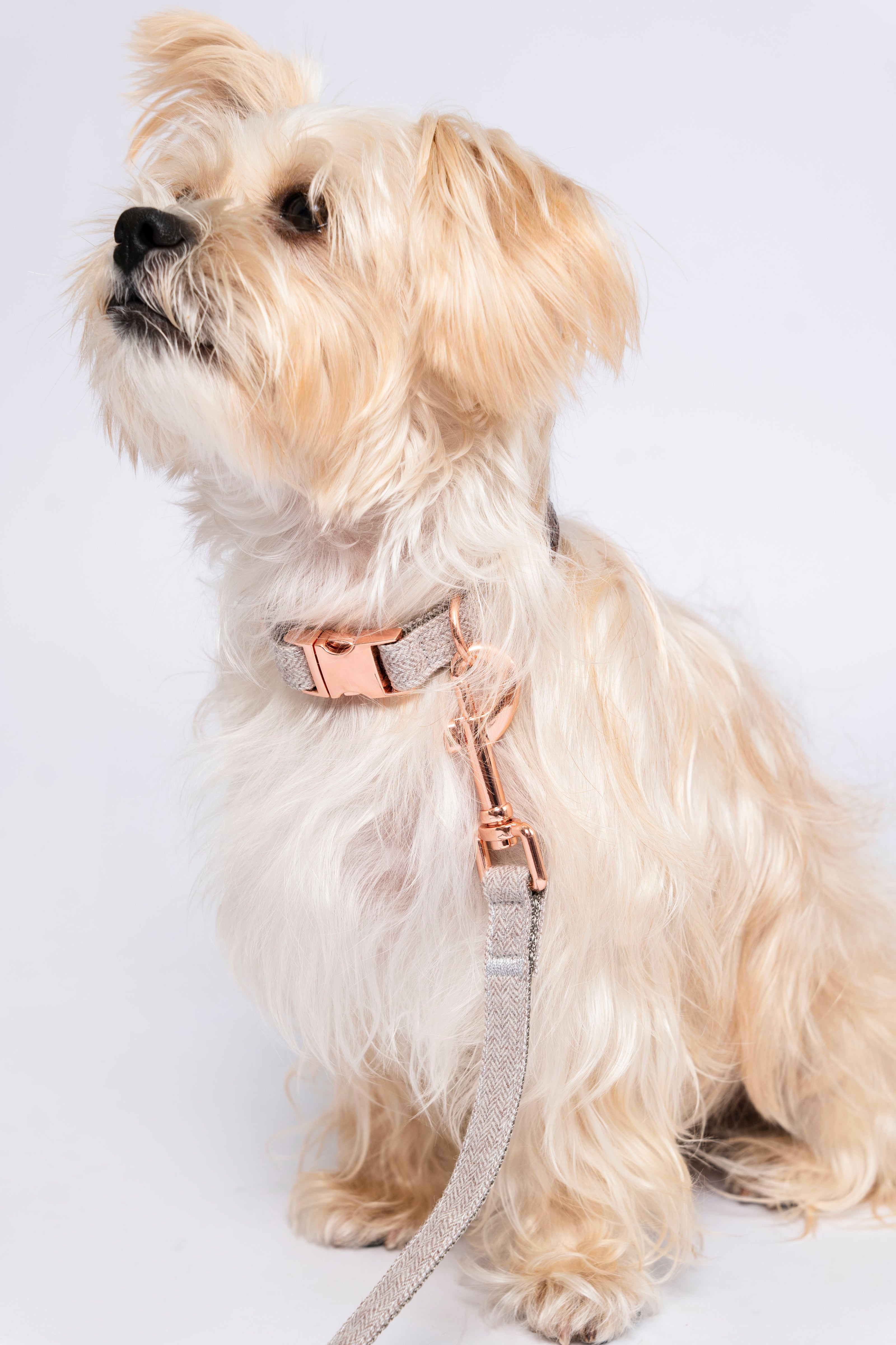 Fluffy white terrier wearing stylish beige collar and leash with rose gold hardware, showcasing elegant pet accessories