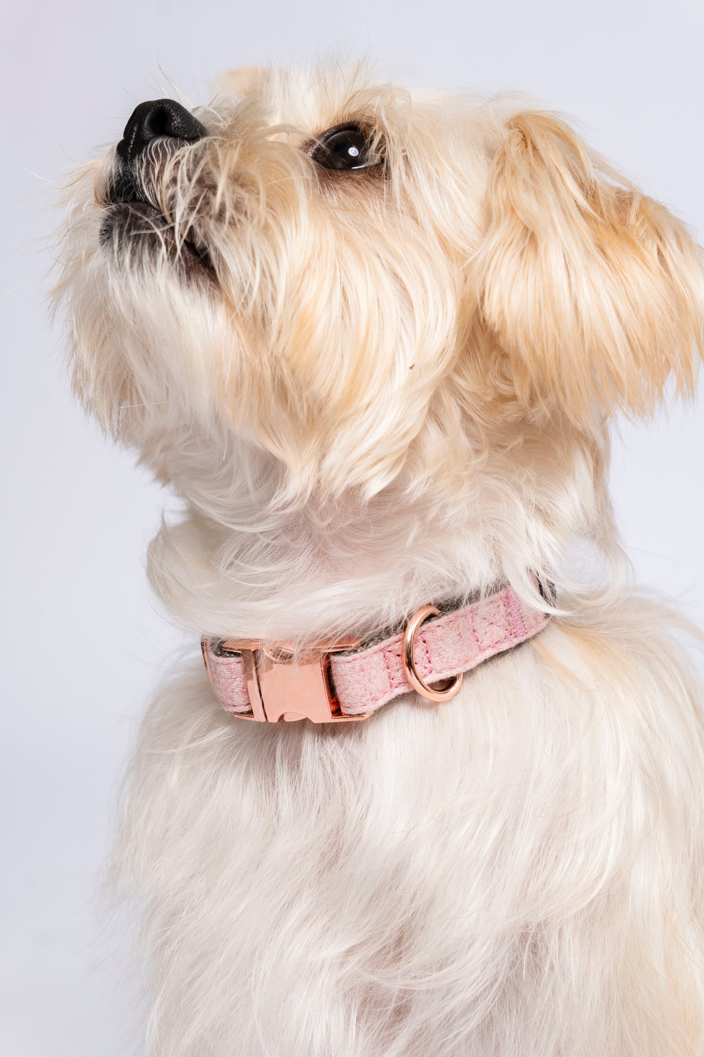 Twill Collar in Blossom Pink - Little Pickle