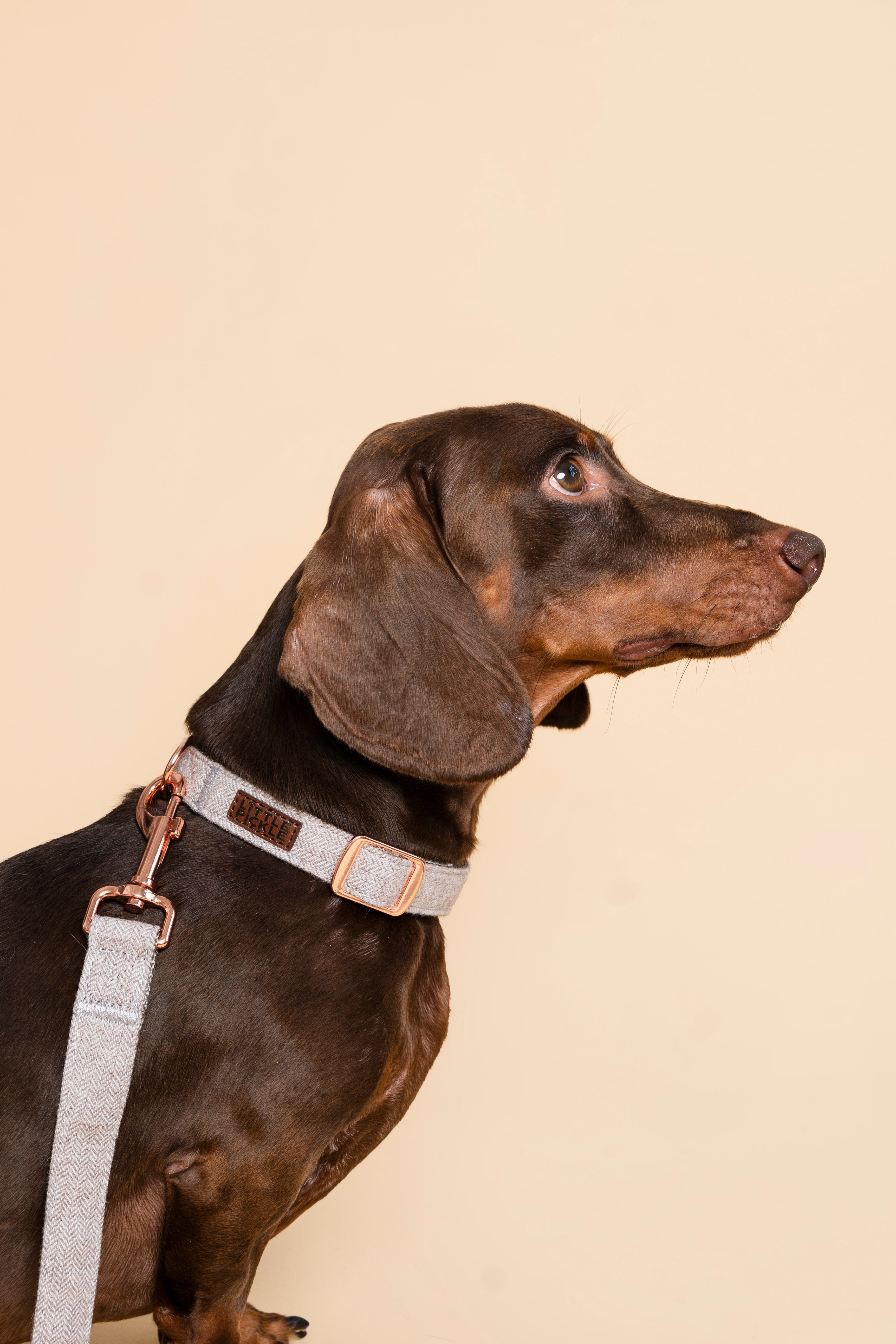 Dachshund wearing stylish twill collar and leash with rose gold hardware, showcasing elegant pet accessories