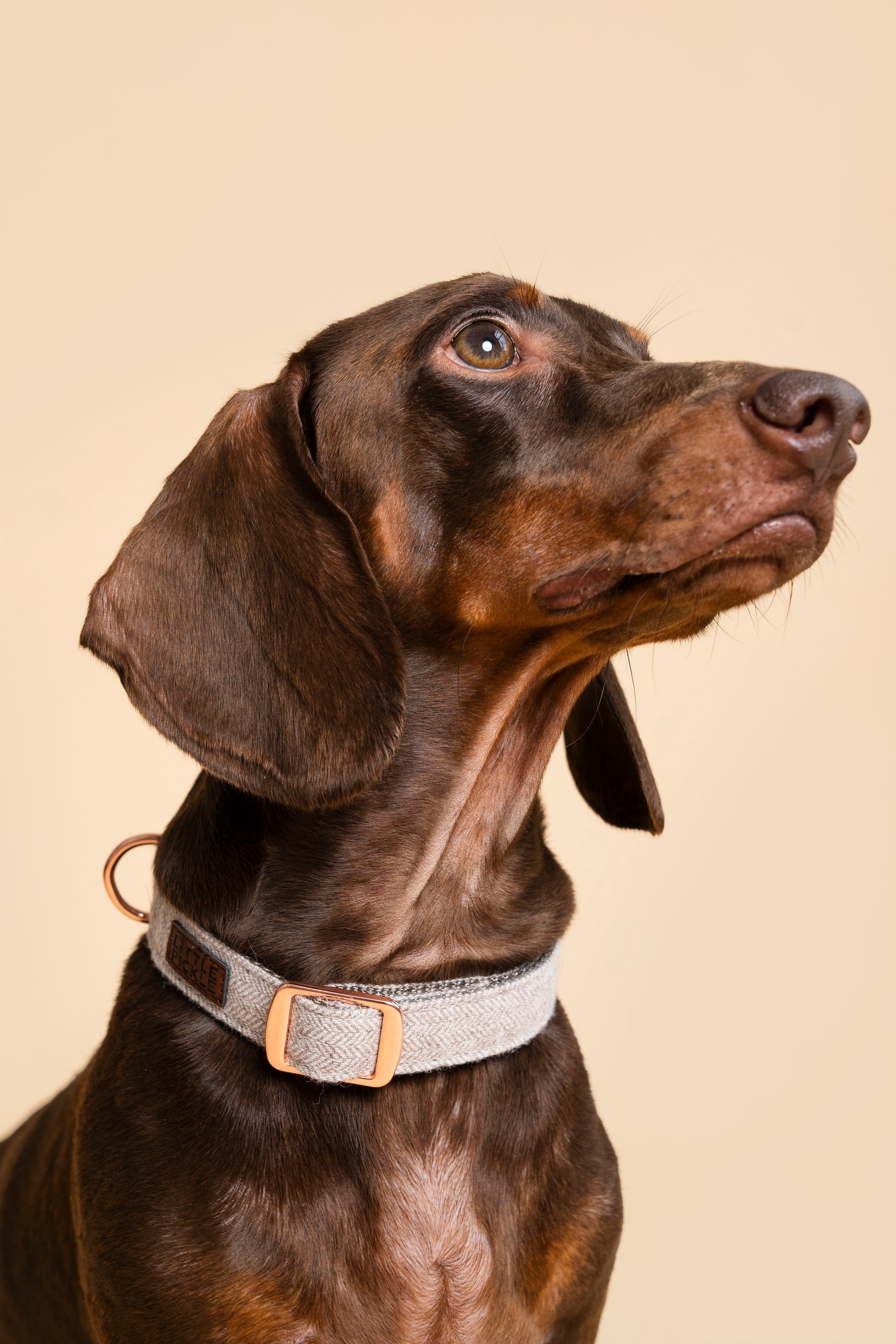 Twill Collar in Charming Brown - Little Pickle