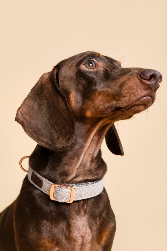 Twill Collar in Charming Brown - Little Pickle Little Pickle