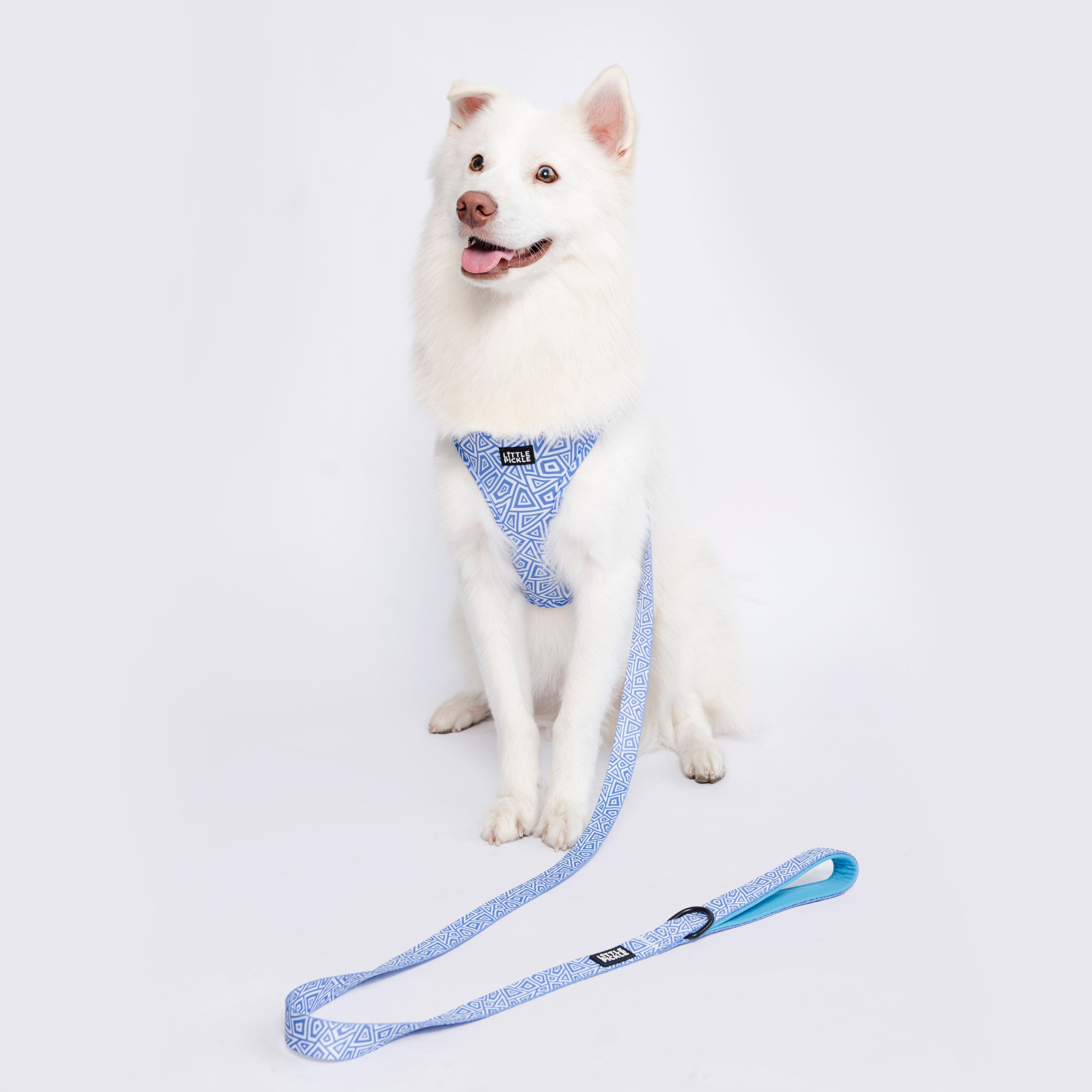 White dog wearing blue patterned harness and matching leash, showcasing stylish pet accessories