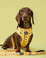Dachshund wearing a yellow harness with a pattern on a green background