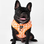 Black dog wearing an orange patterned harness on a white background