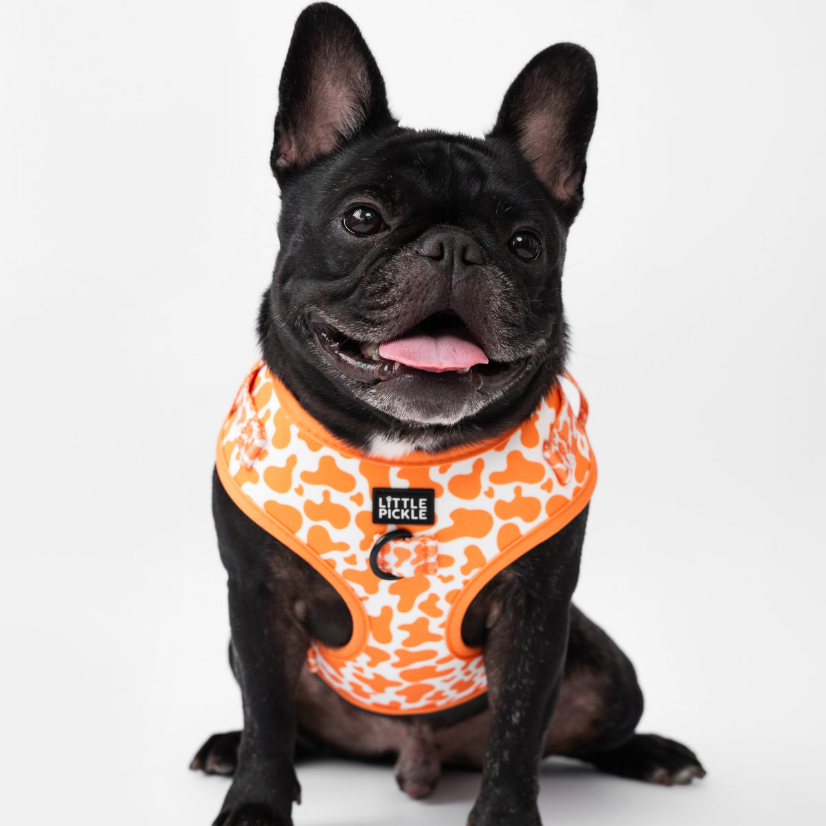 Black dog wearing an orange patterned harness on a white background