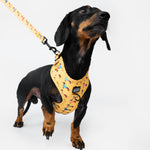 Dog wearing a yellow harness with a pattern, standing on a white background