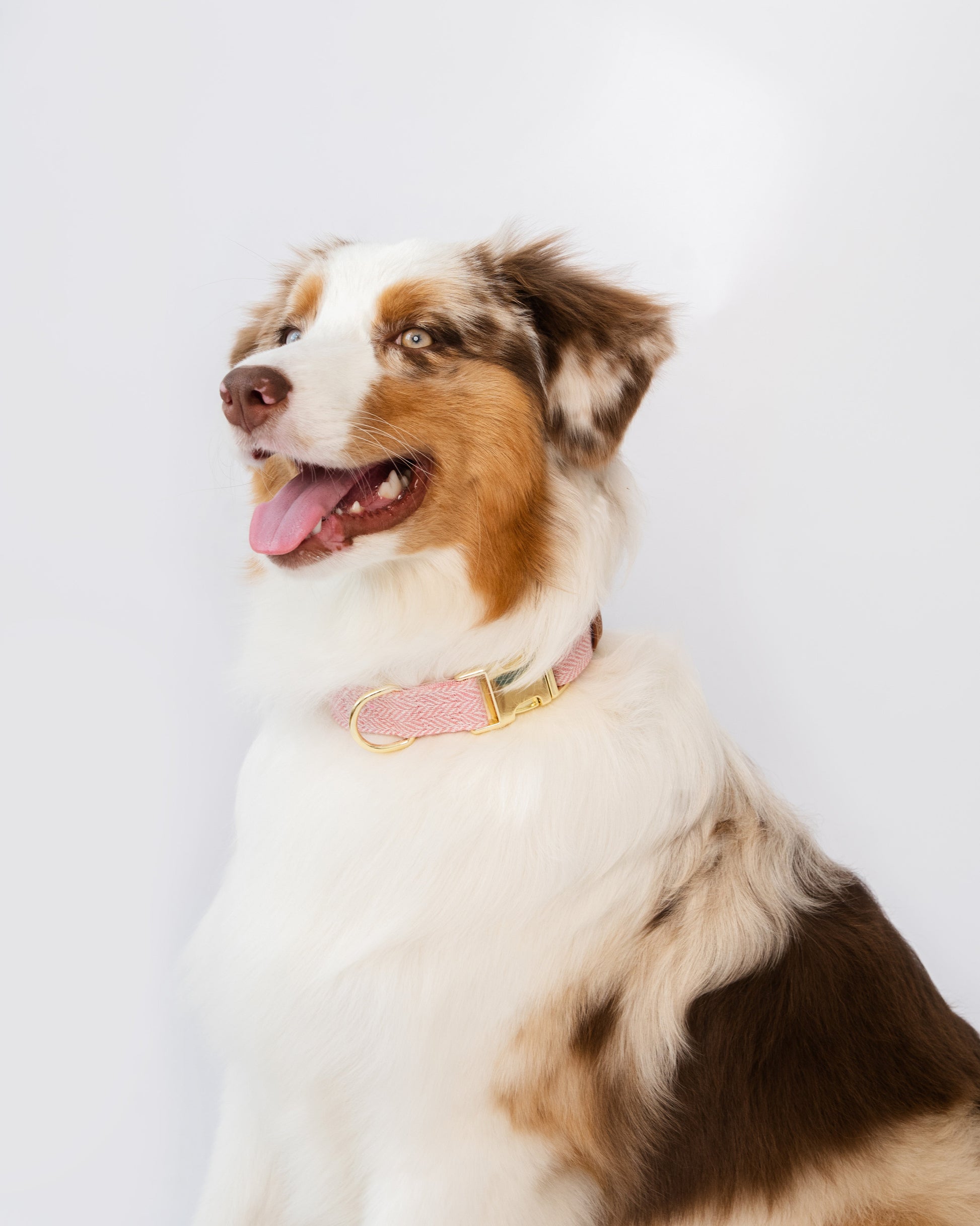 Dog wearing a pink collar on a white background