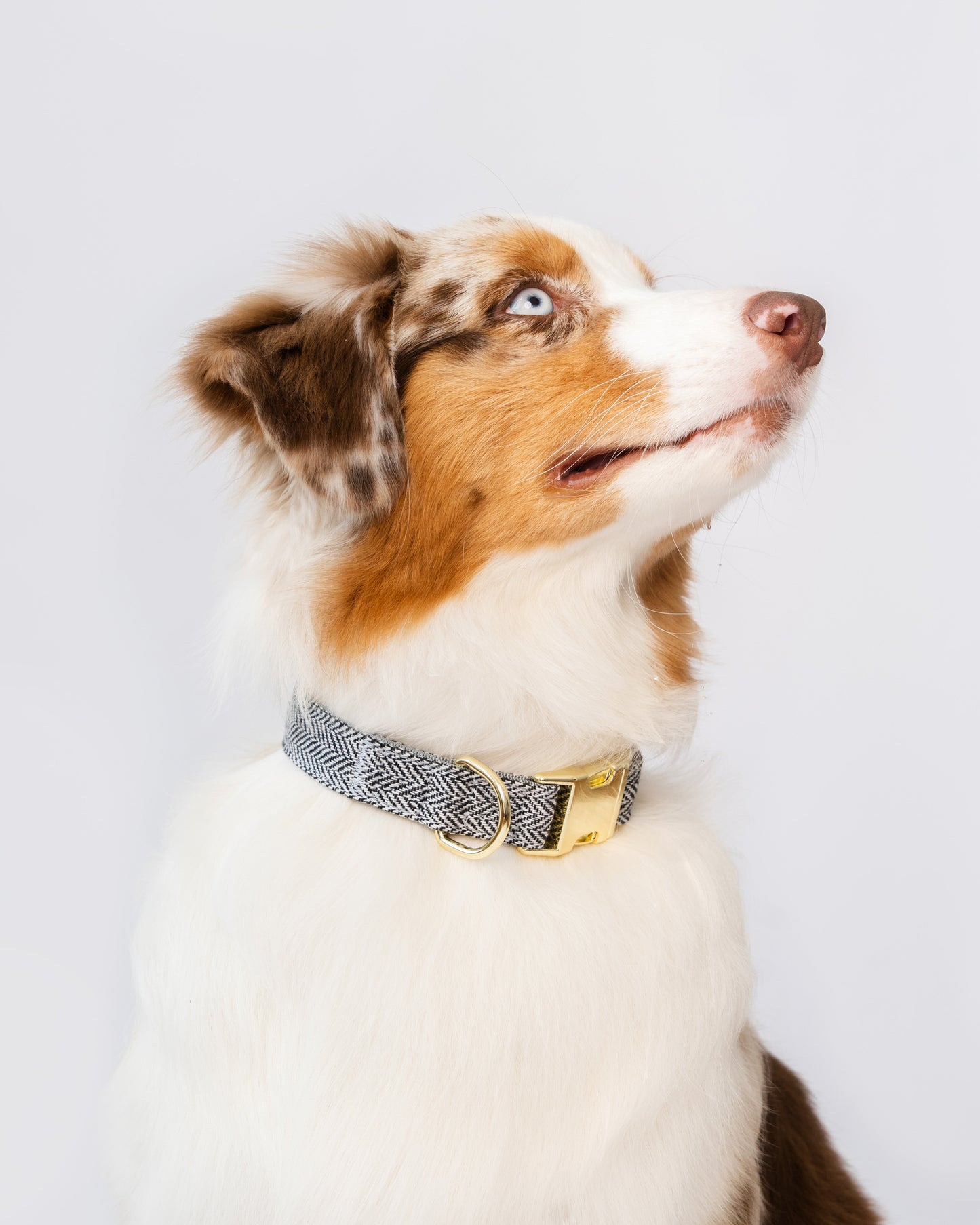 Dog wearing a grey black & white herringbone collar on a light gray background