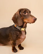 Dachshund wearing a collar on a beige background