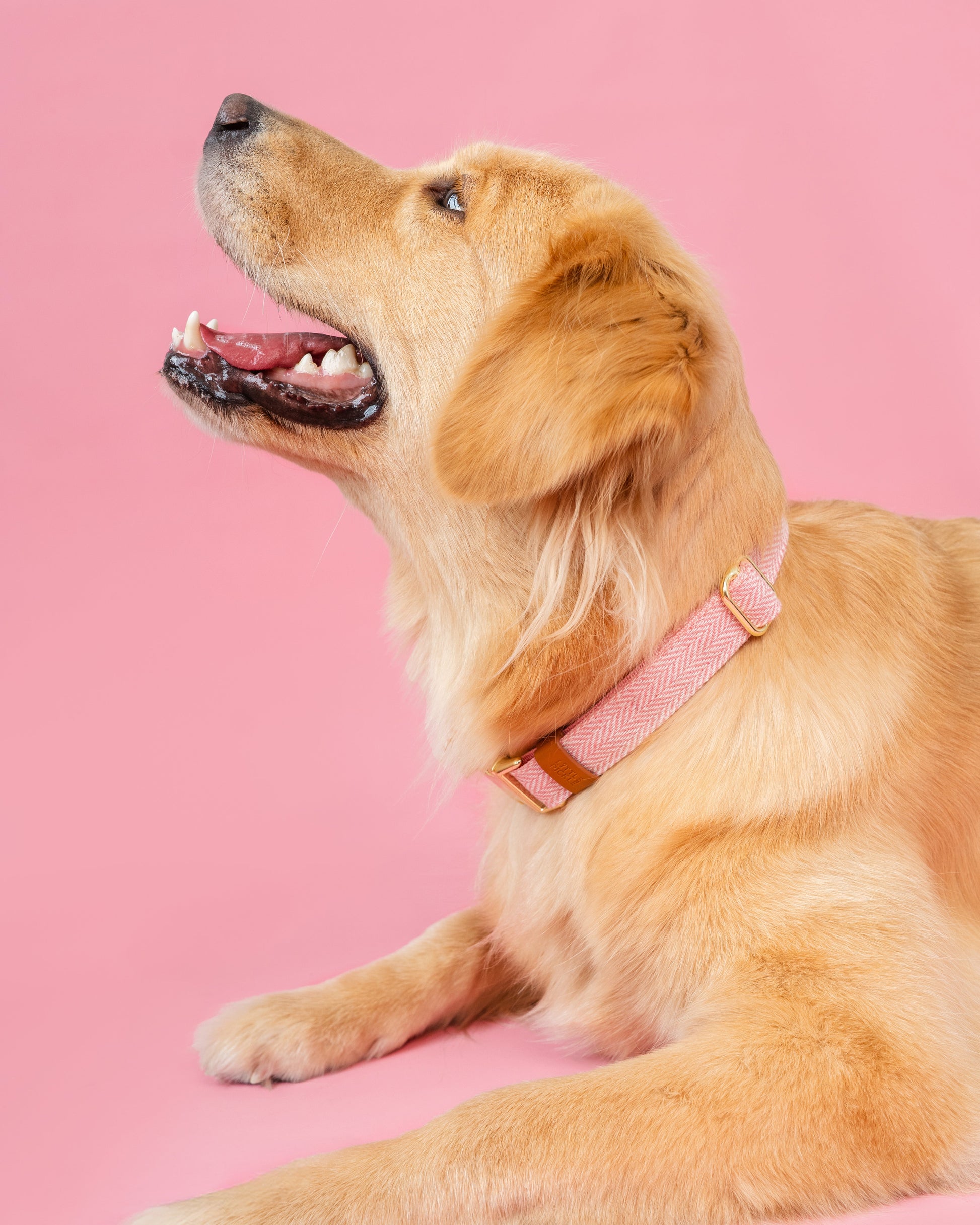 Dog wearing a pink collar on a pink background