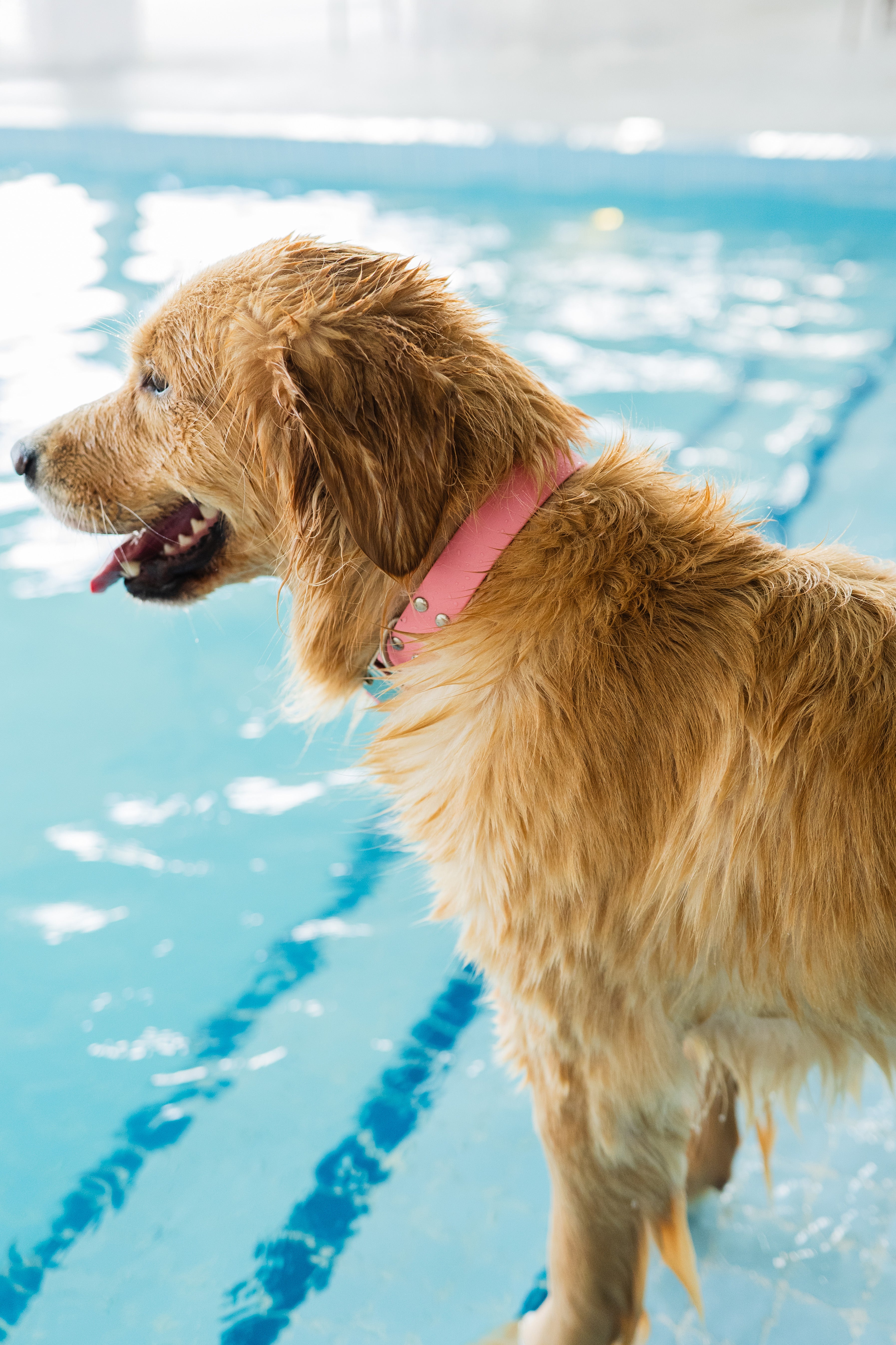 Dog with a pink collar standing in a pool