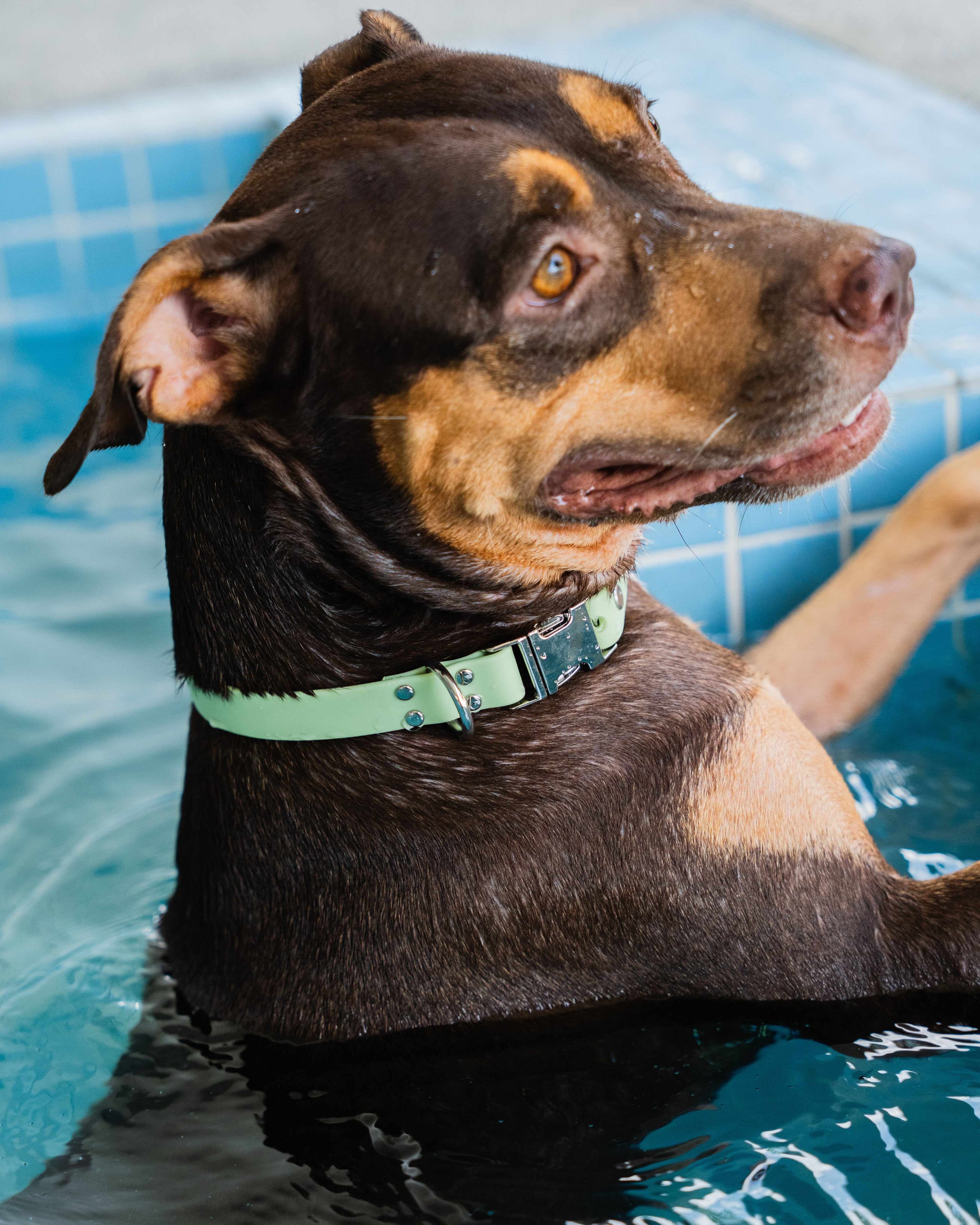 Dog in a pool wearing a green collar