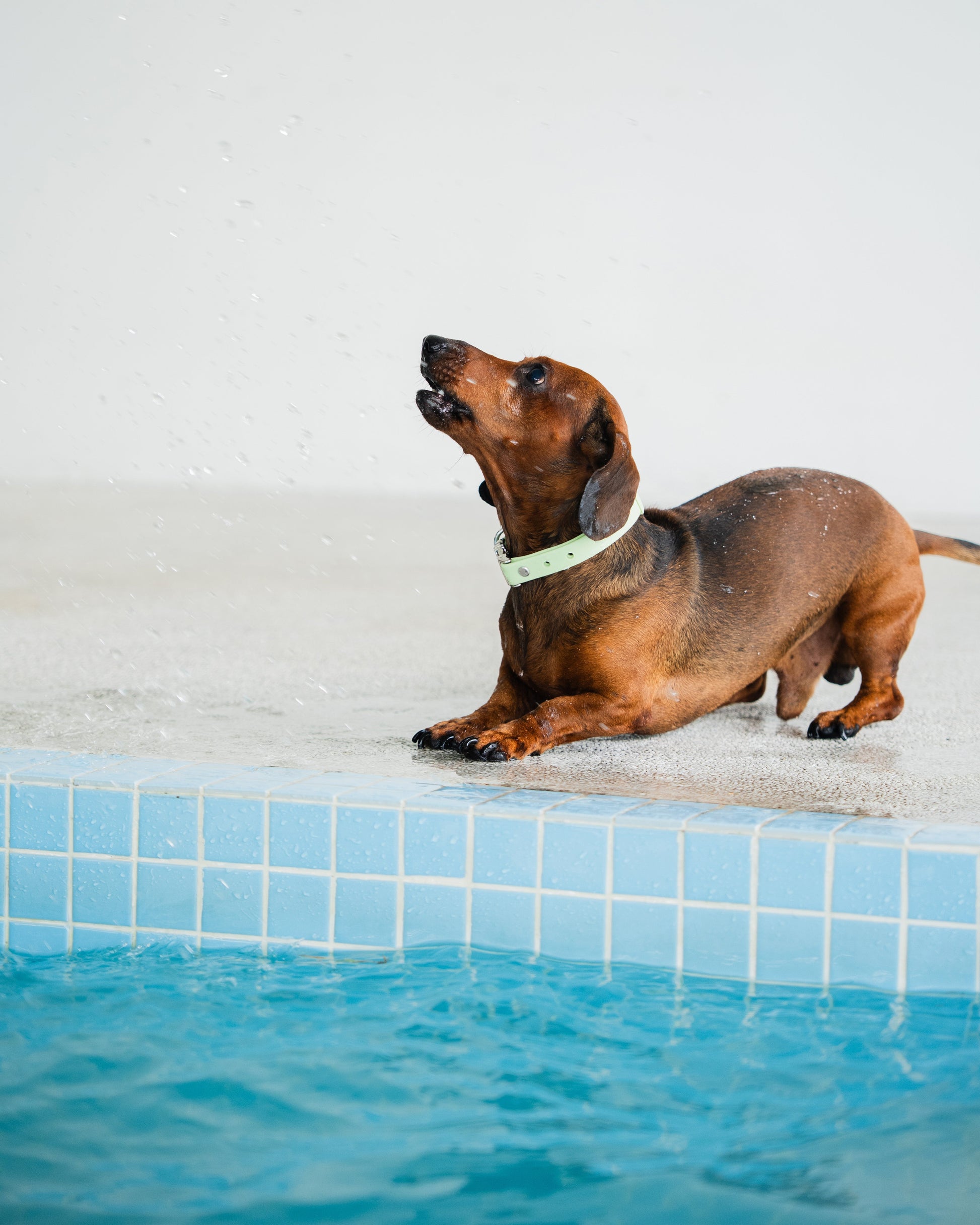 Dog with light green collar sitting by a pool 