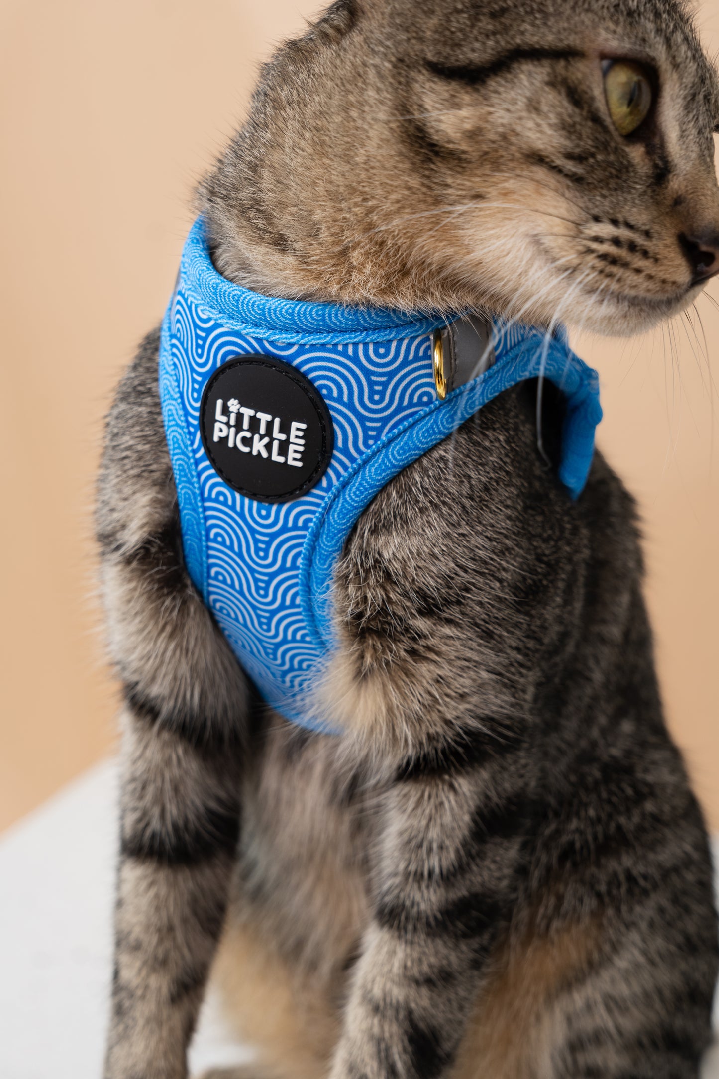 Cat wearing a blue harness with 'Little Pickle' branding on a beige background