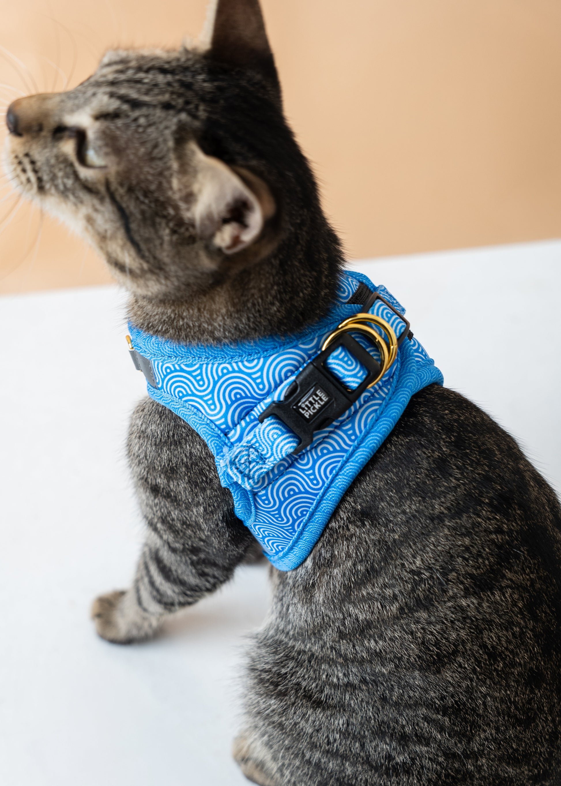 Cat wearing a blue harness on a white surface with a beige background