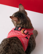 Cat wearing a red harness with a white background