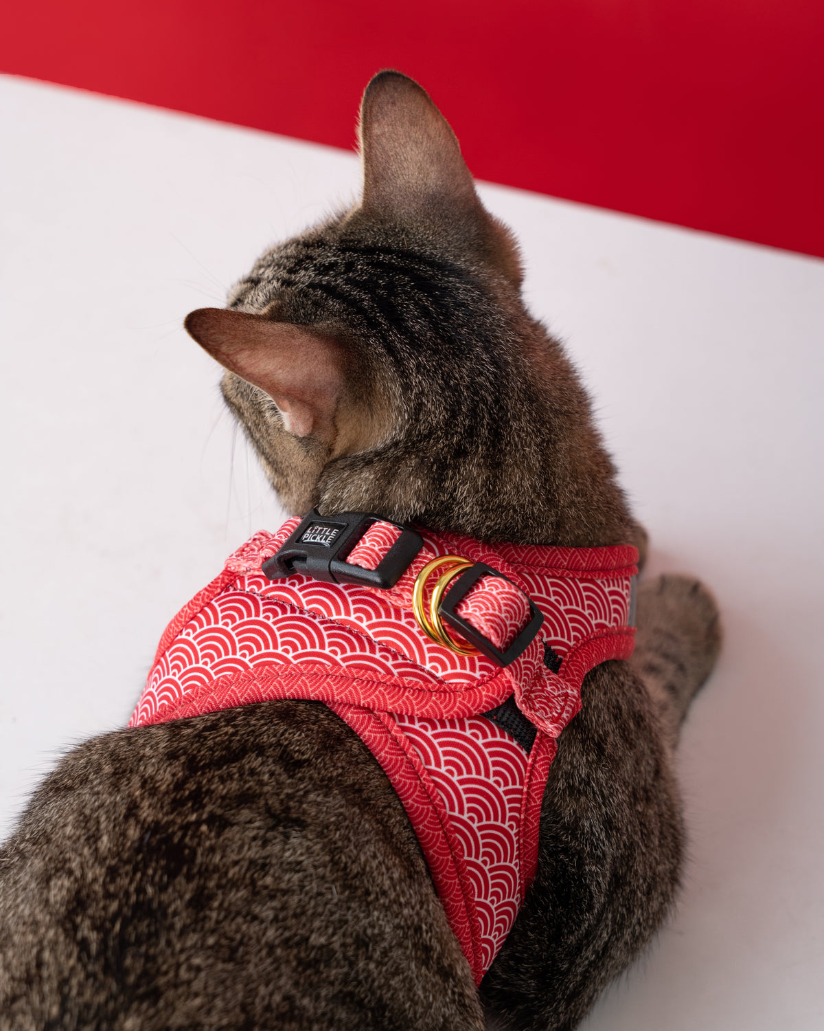 Cat wearing a red harness with a white background