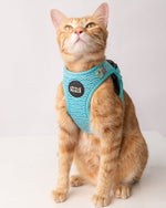 Cat wearing a teal wave harness on a white background