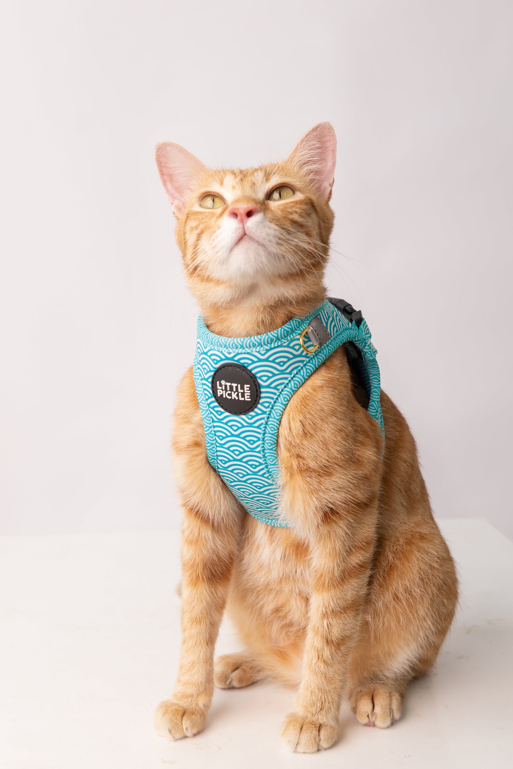 Cat wearing a teal wave harness on a white background