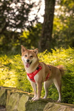 Dog wearing a red harness standing on a stone path with greenery in the background