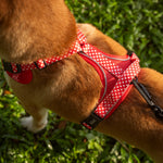 Dog wearing a red gingham harness on grass