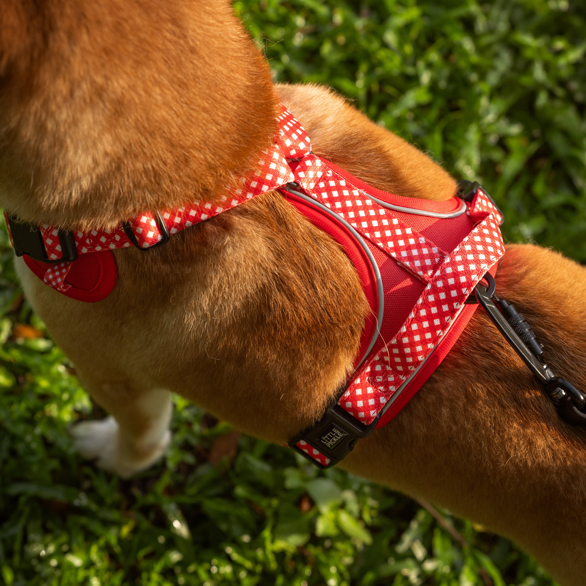Dog wearing a red gingham harness on grass